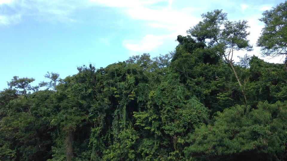 Trees sky vegetation tree