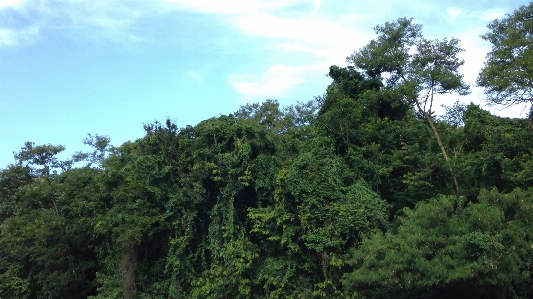 Trees sky vegetation tree Photo