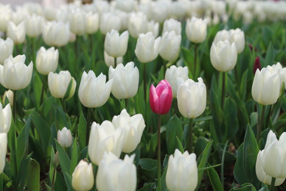 Tulips nature flower flowering plant