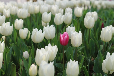 Tulips nature flower flowering plant Photo