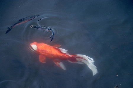 Biology fish goldfish good luck Photo