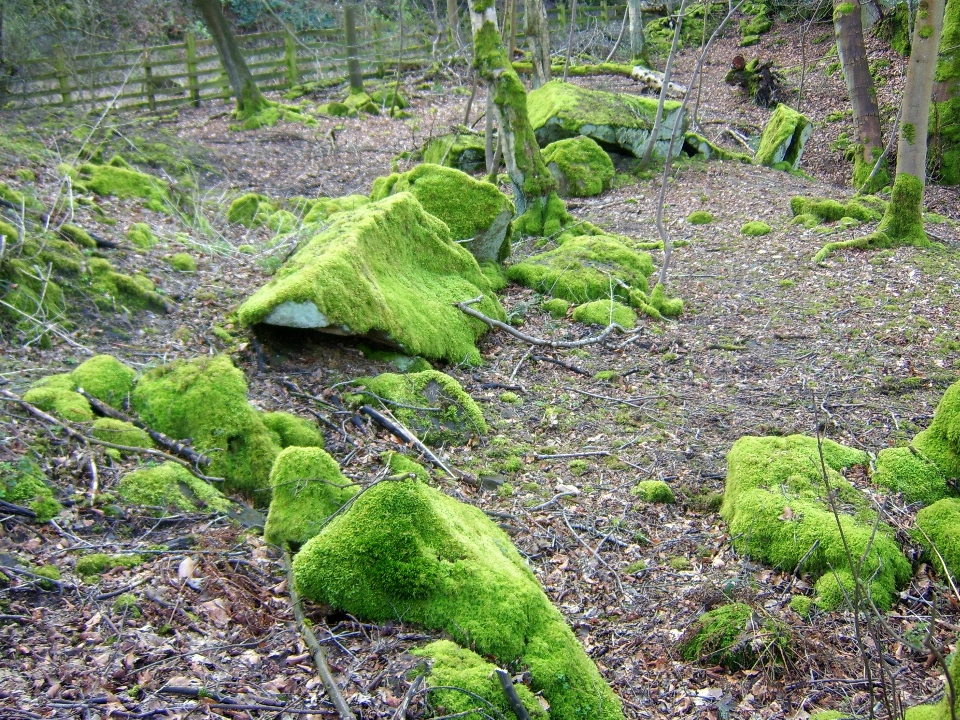 Moss mossy rocks vegetation nature reserve