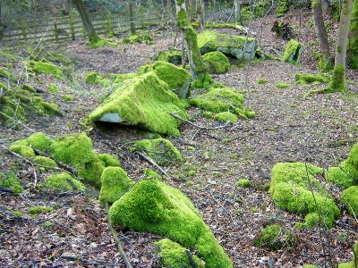 Moss mossy rocks vegetation nature reserve Photo