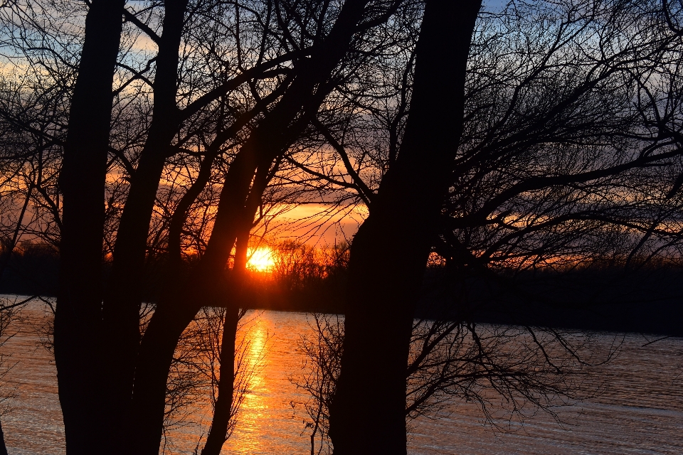 Sunset sky tree nature