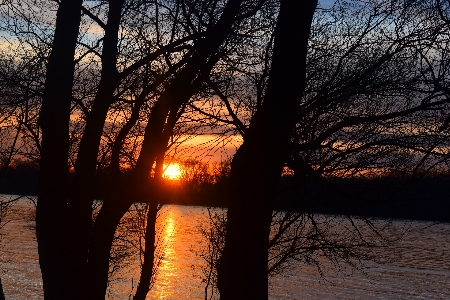 Sunset sky tree nature Photo