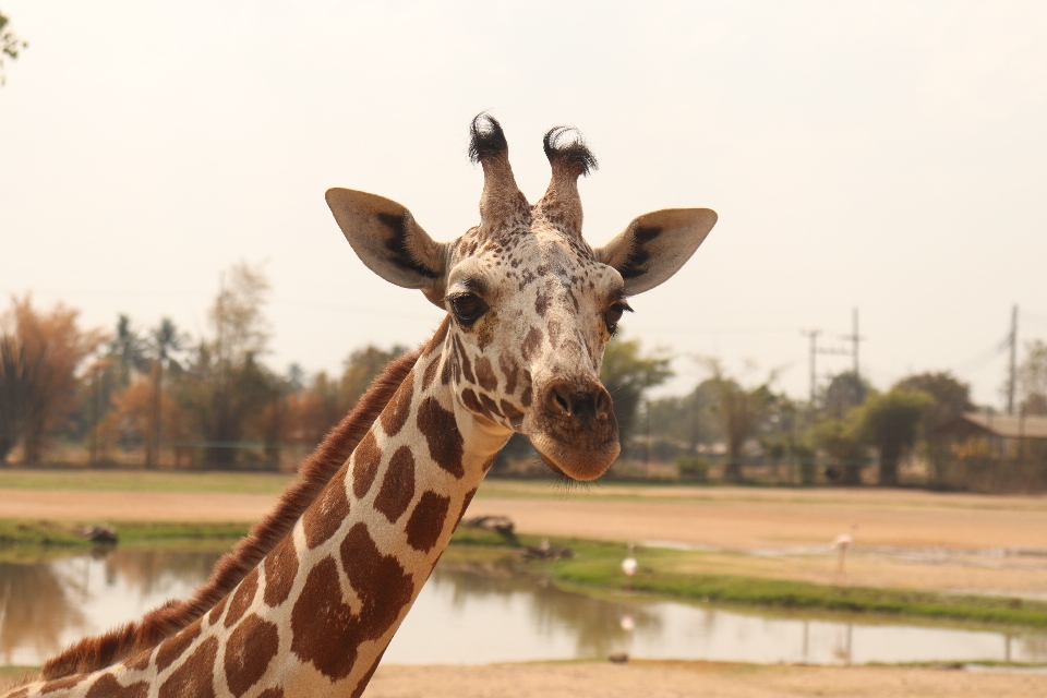 Girafa giraffidae
 animal terrestre
 vertebrado
