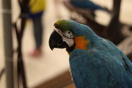 鳥 コンゴウインコ 嘴 オウム 写真