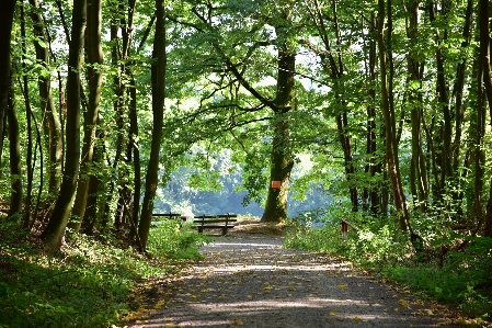 ワルド
 木 自然の風景
 自然 写真