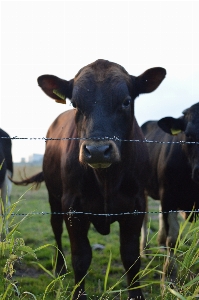 Cow kuh vertebrate bovine Photo