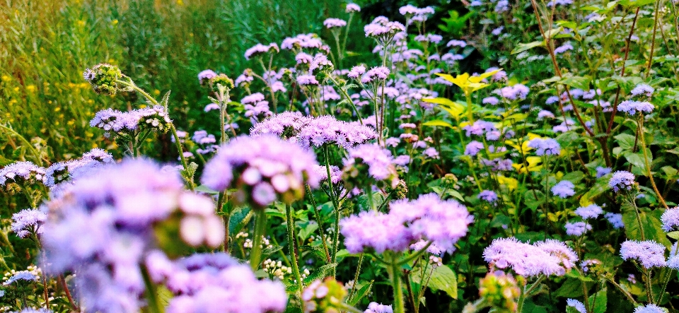 Fiore pianta fiorita
 viola