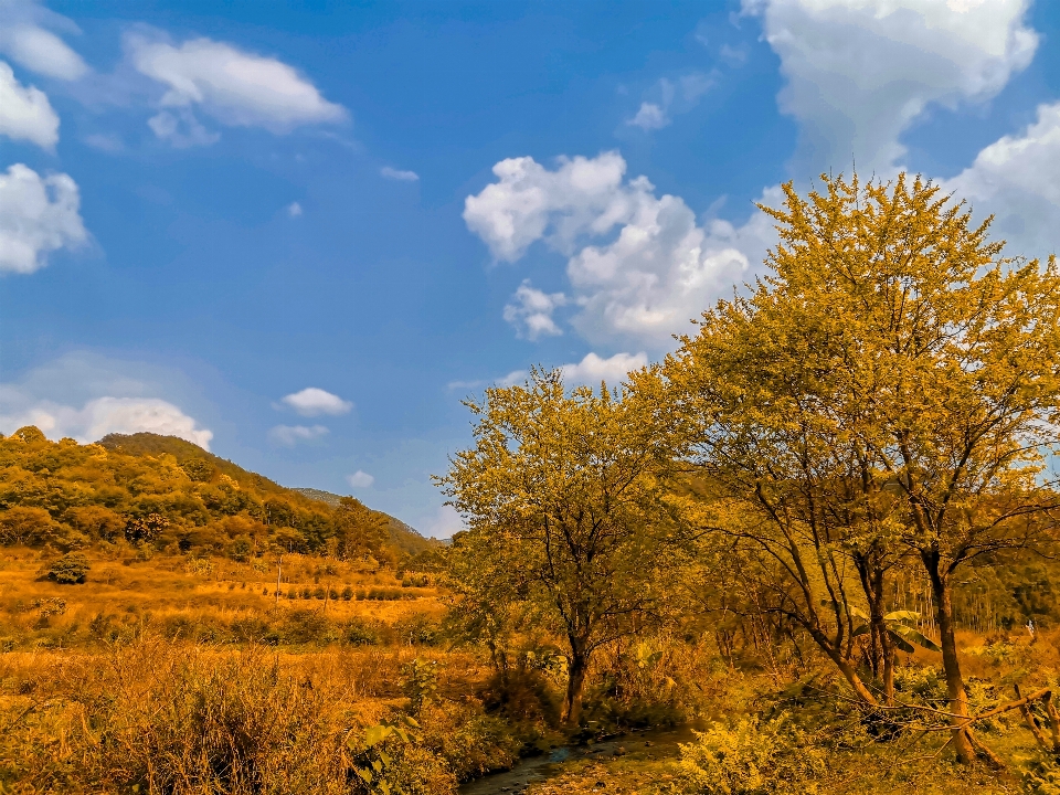 Autumn natural landscape tree sky