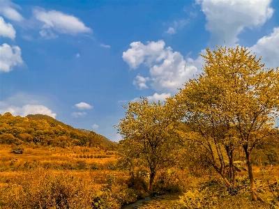 Autumn natural landscape tree sky Photo