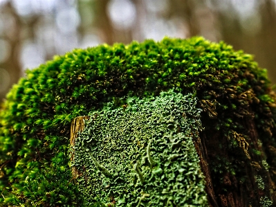 Forest grass nature vegetation Photo