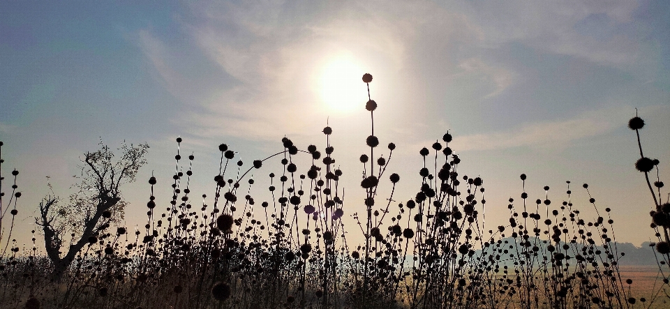 Blumen sonne himmel atmosphärisches phänomen
