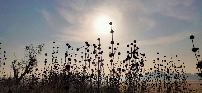 Çiçekler güneş gökyüzü atmosferik fenomen
 Fotoğraf