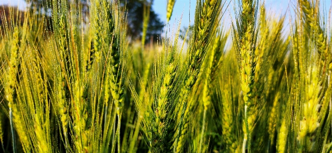 Green wheat plant vegetation Photo