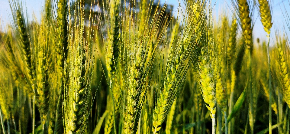 Green wheat triticale einkorn