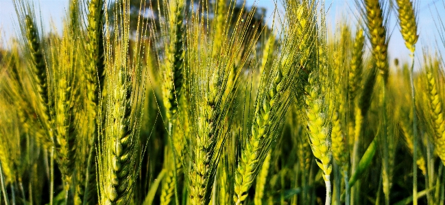 Green wheat triticale einkorn Photo