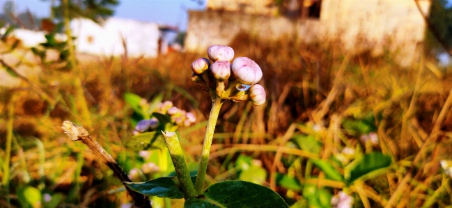 フラワーズ 花 植物 草 写真