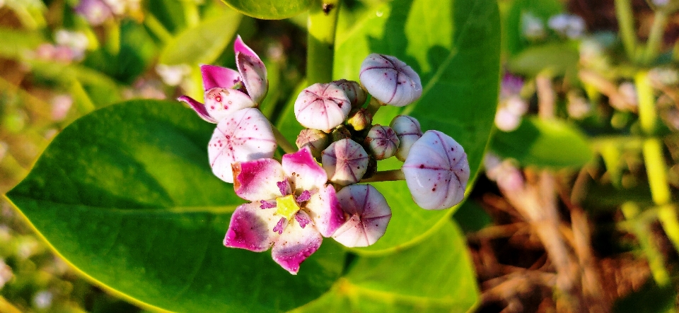 Fiori fiore pianta fiorita
