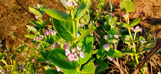 Flowers flower flowering plant Photo