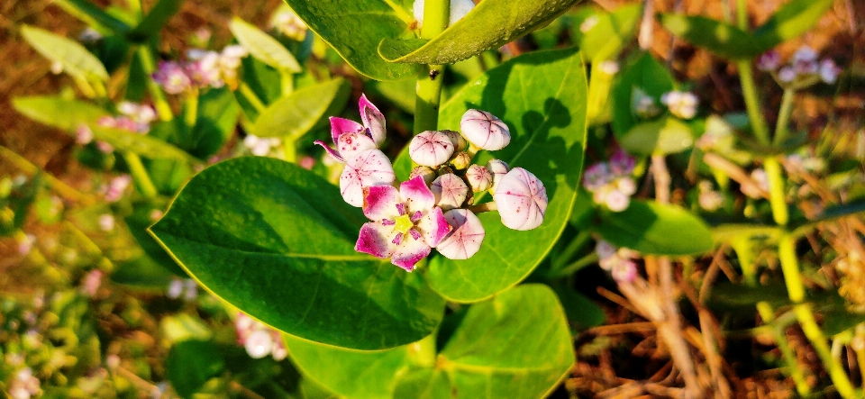 Verde árvore rosa flor