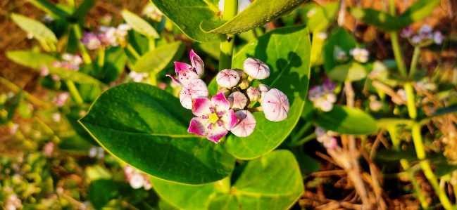 Green tree pink flower Photo