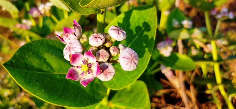 Verde árvore rosa flor