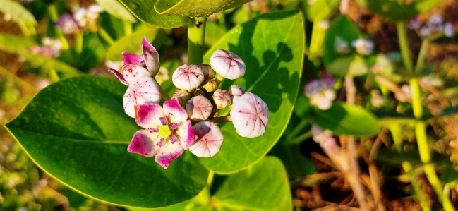 Green tree pink flower Photo