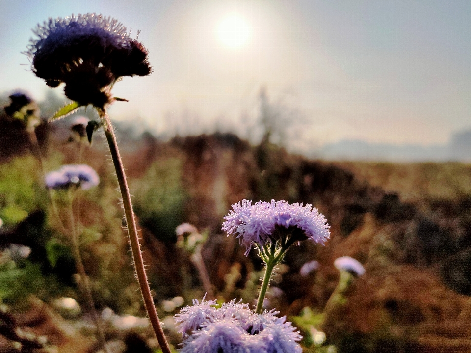 ピンク 花 咲く 太陽