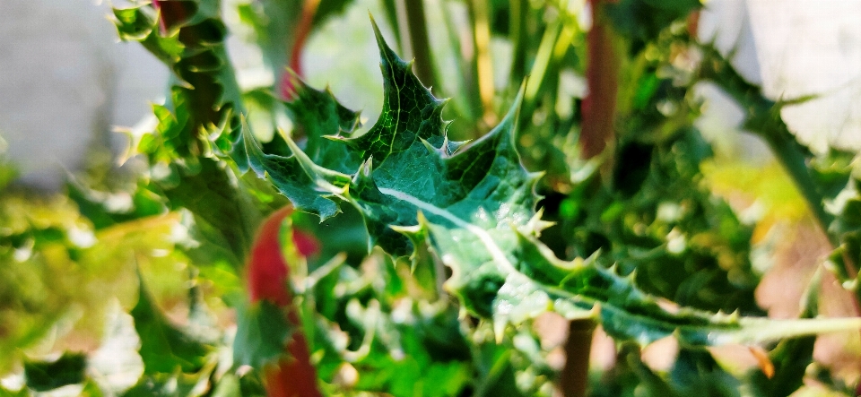 Verde erba foglia pianta