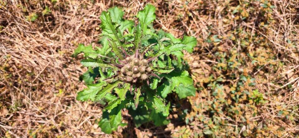 Verde erba albero fiore