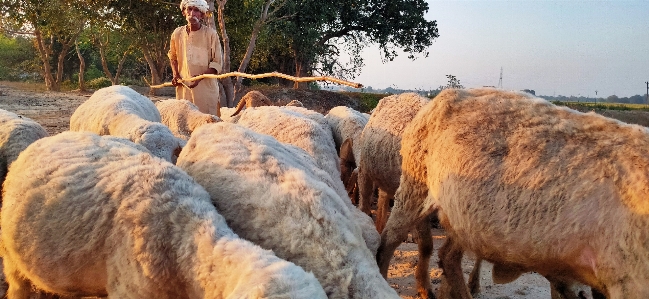 Foto Domba gembala kawanan herder
