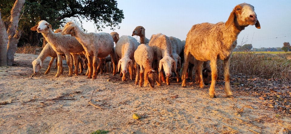 Mouton berger vertébré
 troupeau