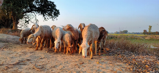 Sheep shepherd herd herding Photo