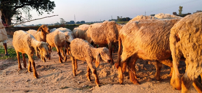 Foto Domba gembala kawanan termasuk keluarga sapi
