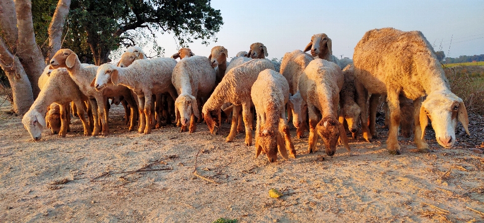 Mouton berger troupeau élevage
