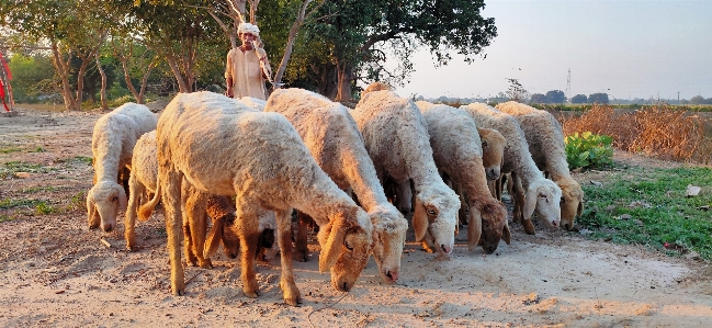 Sheep shepherd herd herding Photo