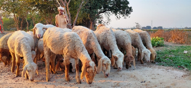 Sheep shepherd herd herding Photo