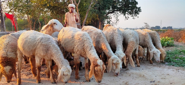 Sheep shepherd vertebrate herd Photo