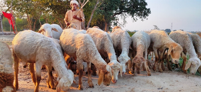 Sheep shepherd herd vertebrate Photo