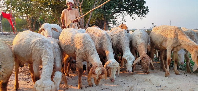 Sheep shepherd vertebrate mammal Photo