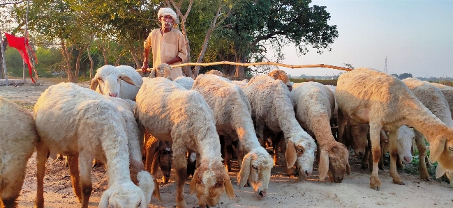 Sheep shepherd herd herder Photo