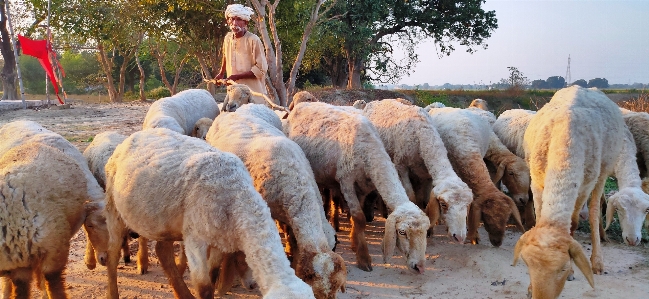 Sheep shepherd mammal herd Photo