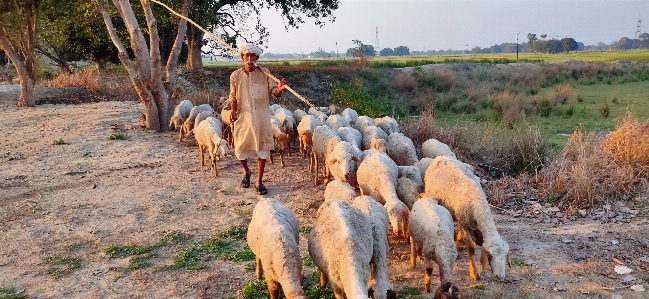 Foto Domba gembala kawanan herder
