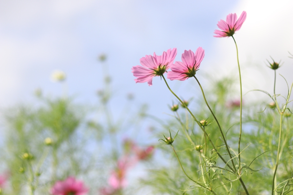 Fleur plante à fleurs
 nature jardin cosmos
