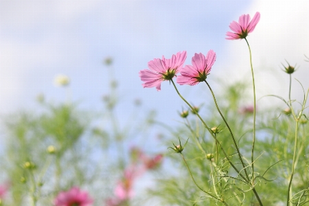 Blume blühende pflanze
 natur gartenkosmos
 Foto