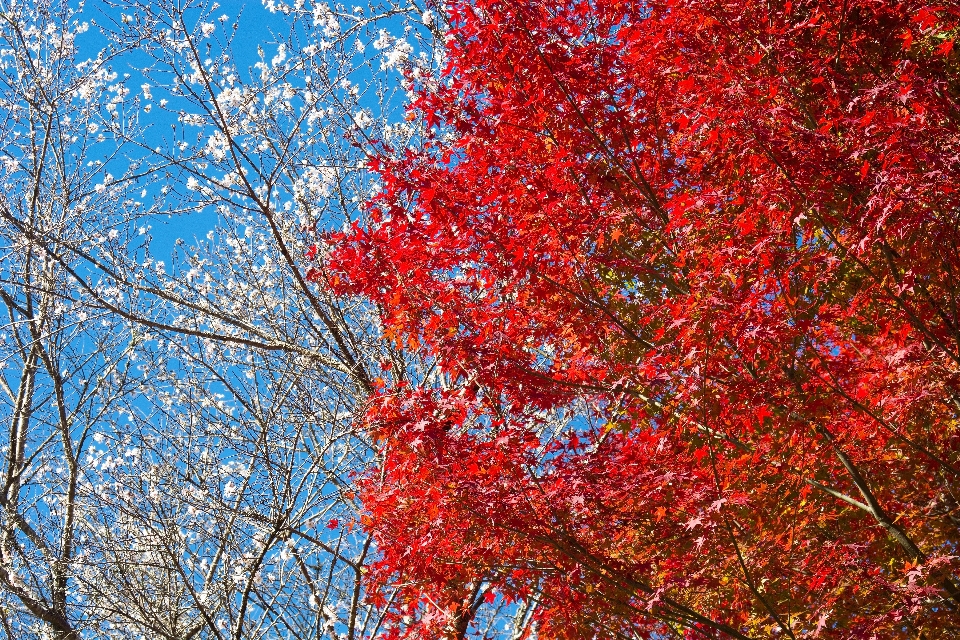 Flor árbol rojo hoja