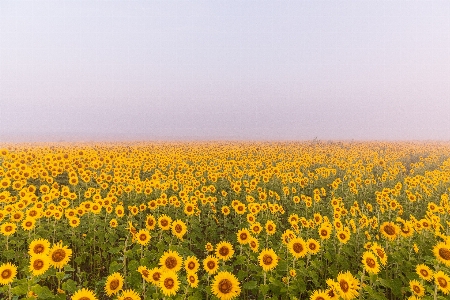 Blume blühende pflanze
 sonnenblume feld Foto