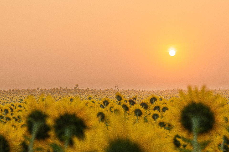 Flor girassol céu amarelo